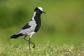 Blacksmith Lapwing (Vanellus armatus), side view of an adult standing on the ground, Western Cape, South Africa