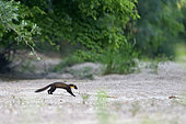 Pine marten (Martes martes) crossing a secondary branch of the Loire River, Loire Valley, France