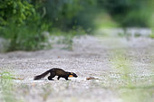 Pine marten (Martes martes) crossing a secondary branch of the Loire River, Loire Valley, France