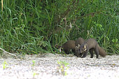 Pine marten (Martes martes) family in a secondary branch of the Loire River, Loire Valley, France