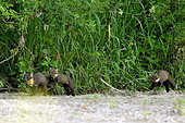 Pine marten (Martes martes) family in a secondary branch of the Loire River, Loire Valley, France