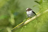 Long-tailed tit (Aegithalos caudatus) in young willows growing in the secondary arms of the Loire River, Loire Valley, France