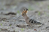 Hoopoe (Upupa epops) on the ground in a secondary branch of the Loire River, Loire Valley, France