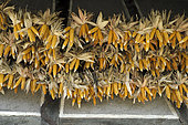 Drying of ears of corn under the eaves of the barn, farm of the Ecomuseum of Alsace, Ungersheim, Haut-Rhin, France
