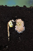 Germination, bean seed (Vicia faba), garden, Belfort, Territoire de Belfort, France