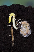 Germination, bean seed (Vicia faba), garden, Belfort, Territoire de Belfort, France