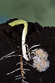 Germination, bean seed (Vicia faba), garden, Belfort, Territoire de Belfort, France