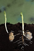 Germination, bean seed (Vicia faba), garden, Belfort, Territoire de Belfort, France