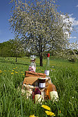 Treasure of Balloons by patissier Denis Platte, jam, kirsch and fruit juice from Nadine Vaulot, regional products and cherry blossoms in orchard, Fougerolles Saint Valbert, Haute Saone, France