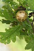 Gall of the Cynips of the oak (Cynips quercusfolii) on an oak, Foussemagne, Territoire de Belfort, France