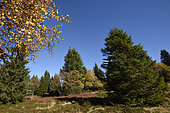 Peat bog in autumn, Tanet Gazon du Faing nature reserve, Hautes-Vosges, Haut-Rhin, France
