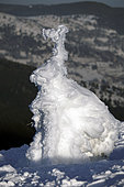 Spruce (Picea abies) wrapped in frost and snow, animal shape, hare, , Le Hohneck (1363 m), Hautes-Vosges, Haut-Rhin, France