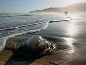 Jellyfish washed up on the beach at Wilderness (Wildernis) In the background, a surfer walks out of the sea. Western Cape. South Africa