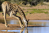 South African giraffe or Cape giraffe (Giraffa camelopardalis giraffa) drinking. Kalahari, South Africa
