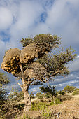Camel thorn (Vachellia erioloba prev. Acacia erioloba) tree with a sociable weaver (Philetairus socius) nest. Kalahari, South Africa
