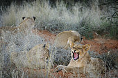 Lion (Panthera leo) cubs. Kalahari, South Africa