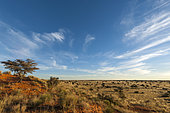 Camel thorn (Vachellia erioloba prev. Acacia erioloba) tree in a Kalahari landscape. South Africa.