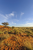 Camel thorn (Vachellia erioloba prev. Acacia erioloba) tree in a Kalahari landscape. South Africa.