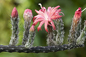 Snake-like cactus (Peniocereus viperinus) flowers