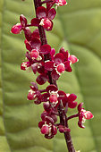 Trichostigma (Trichostigma peruvianum) flowers