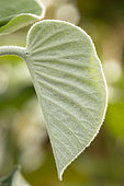 Young leaf of elephant creeper (Argyreia nervosa)