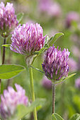Red clover (Trifolium pratense) flowers