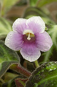 Gloxinella (Gloxinella lindeniana) flower