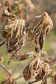 Frost damage on young leaves of European beech (Fagus sylvatica)