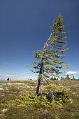 Epicéa commun (Picea abies) déformé par le vent et marcotté au sol, Haut-Rhin, France