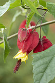 Trailing abutilon (Abutilon megapotanicum), flower