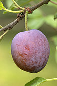 Damson plum (Prunus domestica subsp. insititia, fruit