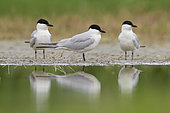 Gull-billed Tern (Gelochelidon nilotica), three adults at the edge of a pond, Campania, Italy