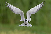 Gull-billed Tern (Gelochelidon nilotica), front view of an adult in flight, Campania, Italy