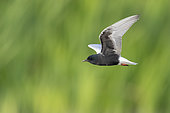 White-winged Tern (Chlidonias leucopterus, side view of an adult in flight, Campania, Italy