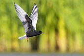 White-winged Tern (Chlidonias leucopterus), side view of an adult in flight, Campania, Italy