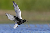 White-winged Tern (Chlidonias leucopterus), adult in flight showing underparts, Campania, Italy