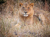 Gorgeous young male lion (Panthera leo) in the lowveld bush. Mpumalanga. South Africa.