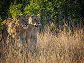 A gorgeous couple of lion (Panthera leo) walk out of the African bush into tawny grasslands. Mpumalanga. South Africa.
