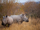 White rhinoceros or square-lipped rhinoceros or rhino (Ceratotherium simum). Mpumalanga. South Africa.