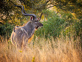 Greater kudu (Tragelaphus strepsiceros) male. Mpumalanga. South Africa.