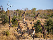 South African giraffe or Cape giraffe (Giraffa camelopardalis giraffa) herd in dry riverbed, Jock Safari Lodge, Kruger, South Africa.