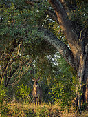 Waterbuck (Kobus ellipsiprymnus) male in riverine bush. Jock Safari Lodge, Kruger, Mpumalanga. South Africa.