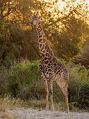 South African giraffe or Cape giraffe (Giraffa camelopardalis giraffa). Mpumalanga. South Africa.