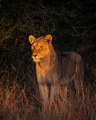 Beautiful early morning light shining on a lion (Panthera leo). South Africa.