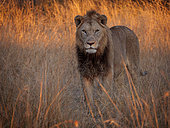 Lion (Panthera leo) lion à l'aube, Kruger, Mpumalanga, Afrique du Sud