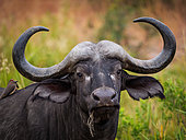 African buffalo or Cape buffalo (Syncerus caffer) portrait and red-billed oxpecker (Buphagus erythrorhynchus). Mpumalanga. South Africa.