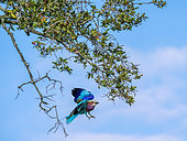 Llilac-breasted roller (Coracias caudatus) takes flight from a branch, Kruger, Mpumalanga, South Africa.