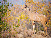 Young greater kudu (Tragelaphus strepsiceros) male. Mpumalanga. South Africa.