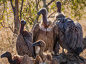 White-backed vulture (Gyps africanus) on dead tree, Kruger, Mpumalanga, South Africa.
