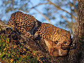Awesome leopard (Panthera pardus) in a tree with its Bushbuck {Tragelaphus Scriptus} kill.. Mpumalanga. South Africa.